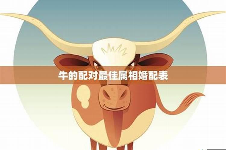 属牛女的最佳配偶是什么生肖?