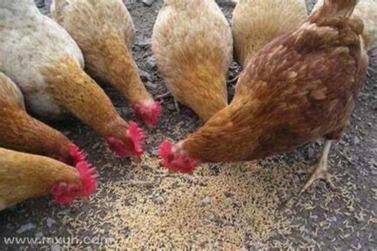 梦见小狗崽死了生蛆了啥意思