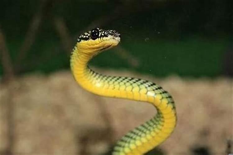 家中出现蛇的预兆风水