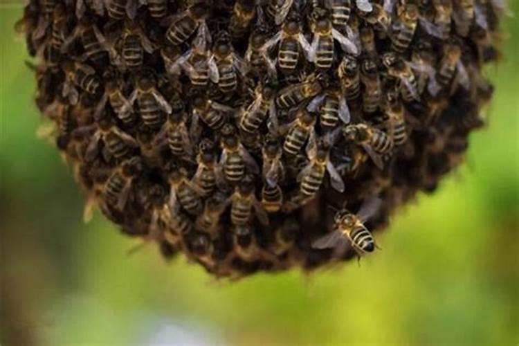 梦见有很多马蜂窝