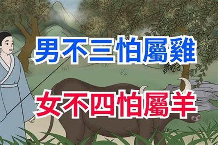 男怕属鸡，女怕属羊