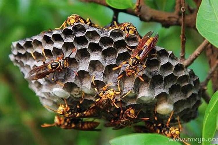梦见有很多马蜂窝