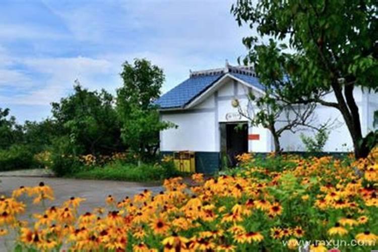 做梦梦见掉茅坑