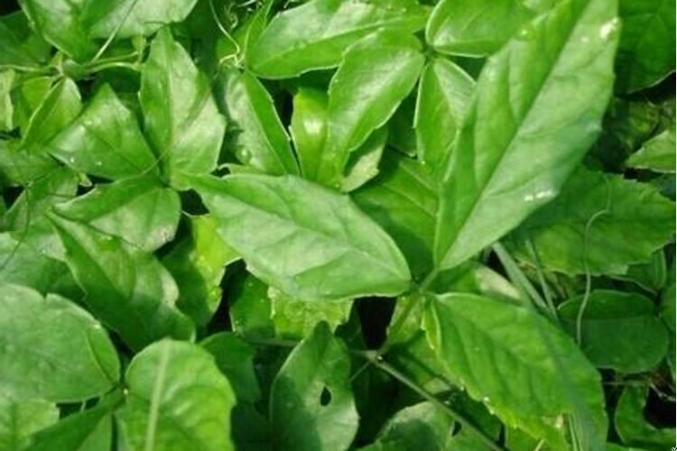 家里三亩地怎么致富