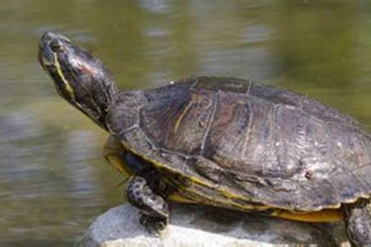 梦见乌龟咬别人