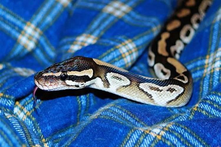 梦见蟒蛇是什么意思啊