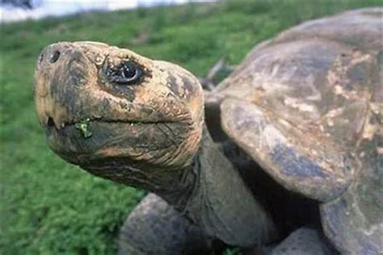 梦见乌龟咬别人