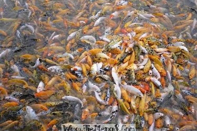 梦见好多鱼预示着什么呢