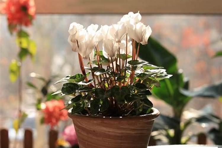 家里养什么花旺财健康