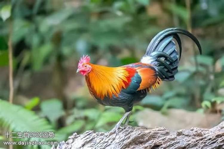 81年的属鸡男在2021年的运势