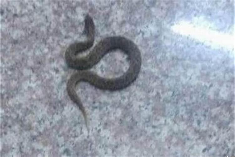 家中出现蛇的预兆风水