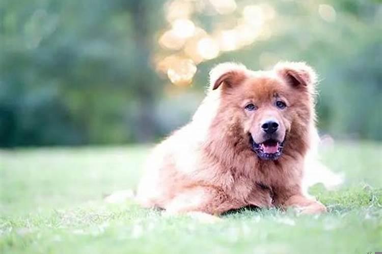 属鼠女用啥颜色的钱包