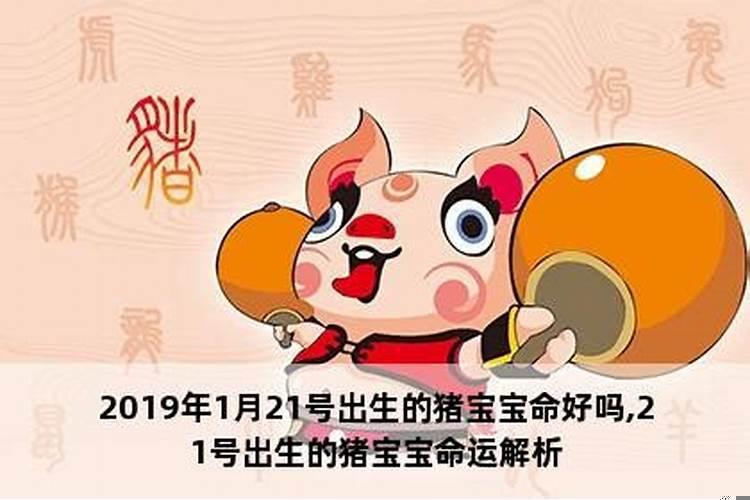 为什么都喜欢生属猪的宝宝