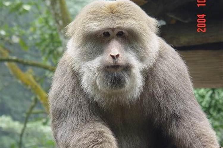 峨眉山猴子干儿子