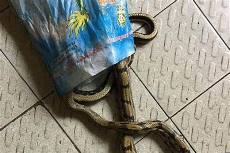 家中出现蛇的预兆风水