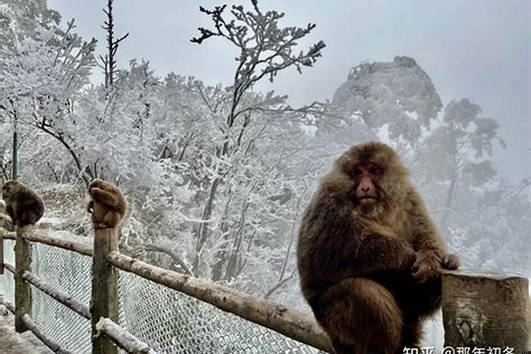 峨眉山猴子干儿子
