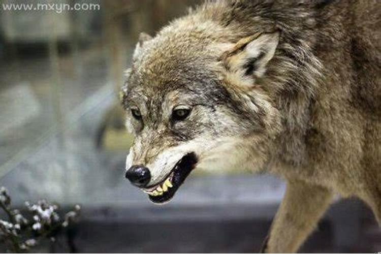 梦见狼咬自己的手是什么意思