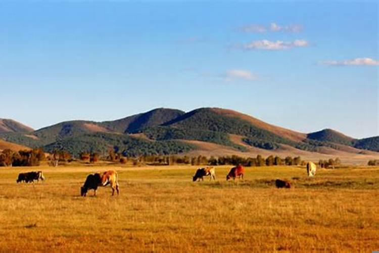 属牛的养什么花最旺财