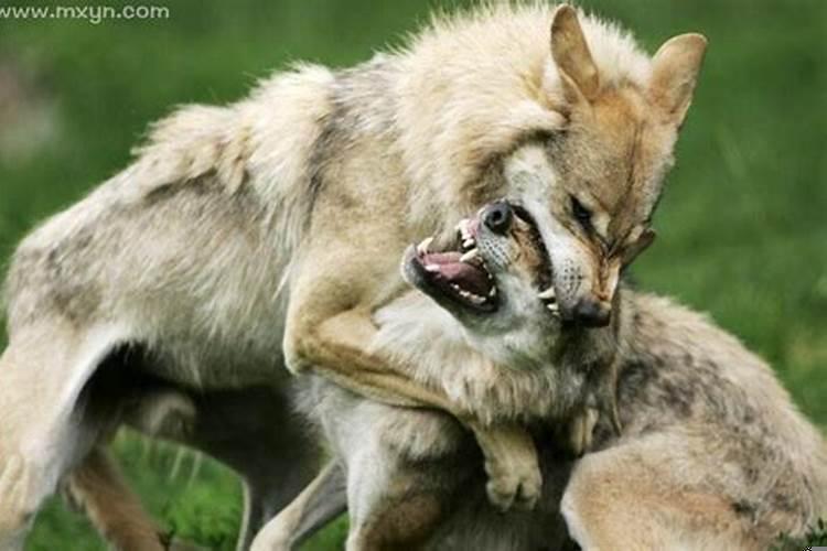 梦见狼咬自己的手是什么意思