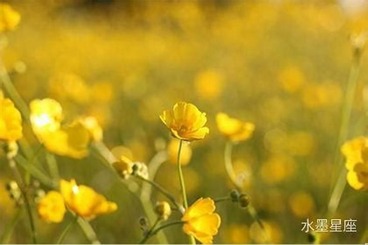 天秤座会暧昧吗