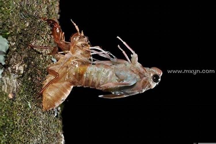 梦见蝉什么意思周公解梦