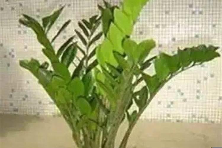 属牛的养什么花最旺财