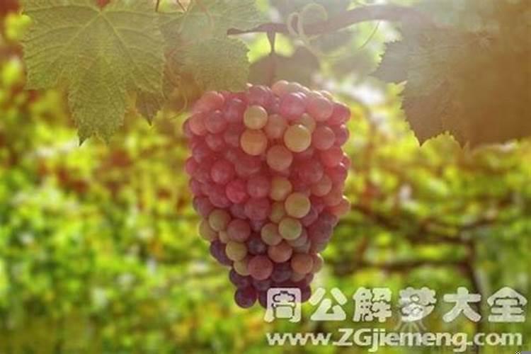 孕妇梦见摘绿葡萄吃是什么意思