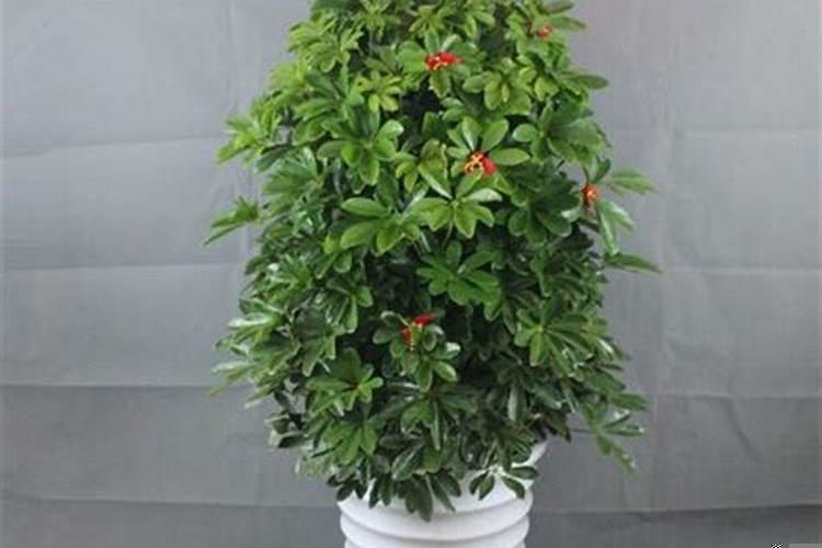 入户门外摆放什么盆景好