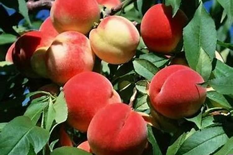 梦见摘桃子吃了还很甜