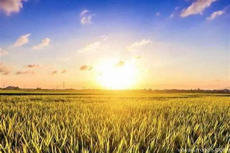 梦见家里的田地是什么意思