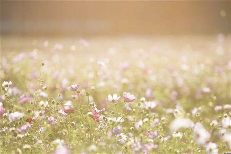 梦见好多鲜花好不好