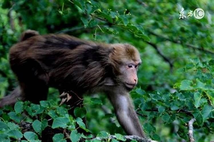 峨眉山猴子干儿子