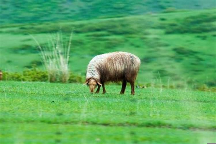 1991属羊男30岁后事业命运