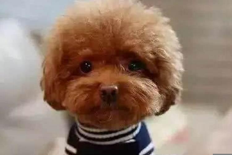 属狗男对待爱情的态度