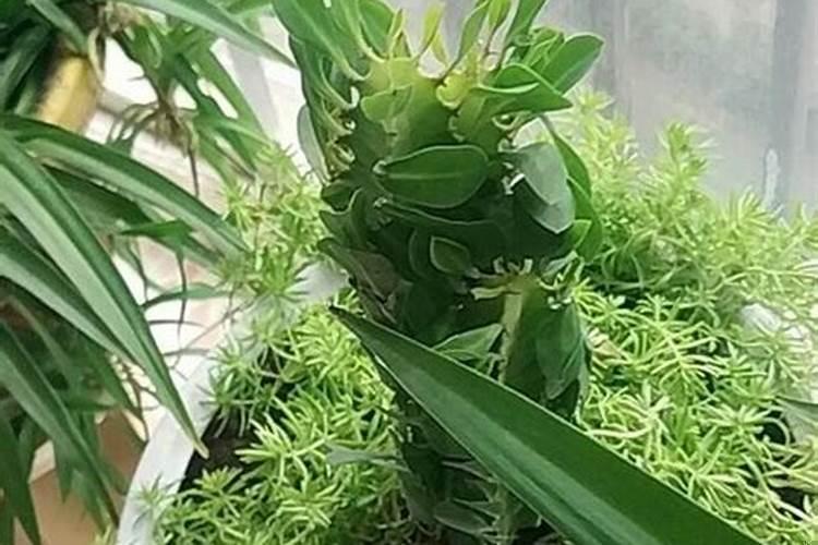 龙骨花是风水花吗