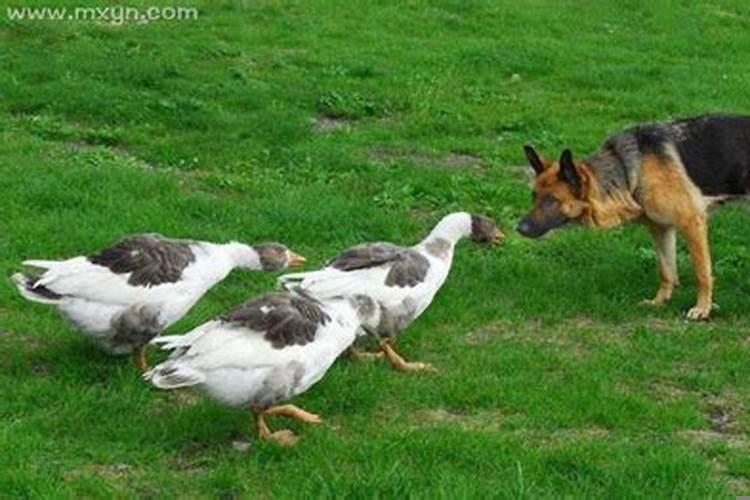 梦见一只疯狗追着咬人