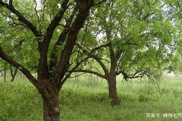 门前有枣子树好吗