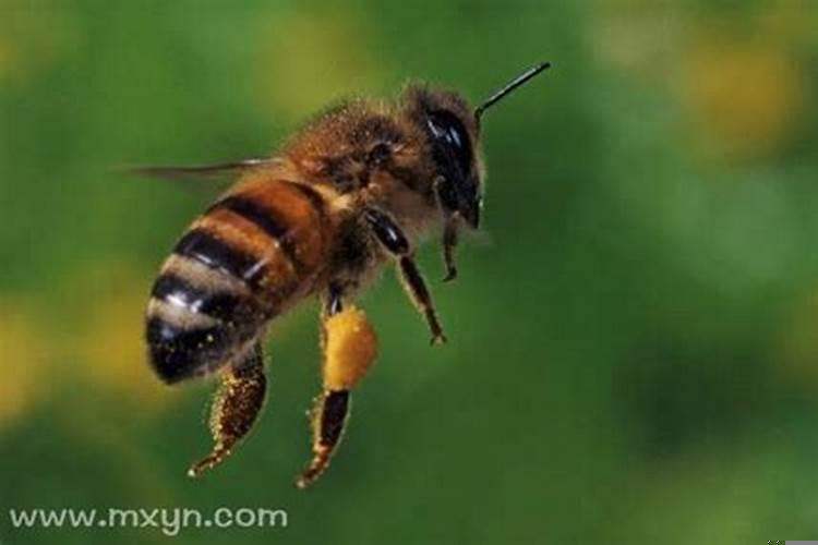 梦见自己开车刹车失灵是什么预兆