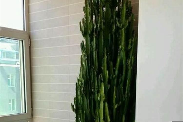 龙骨花是风水花吗