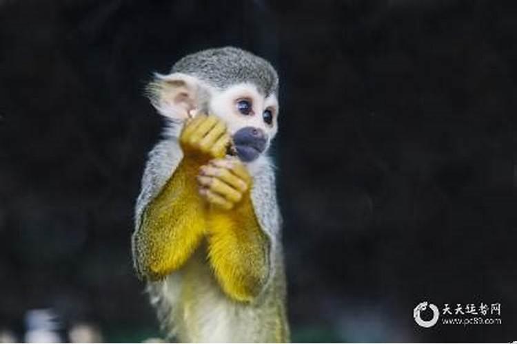 1992年属猴的命里有两大劫