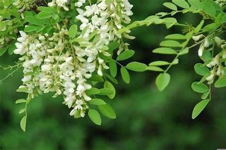 房后面种槐树好不好