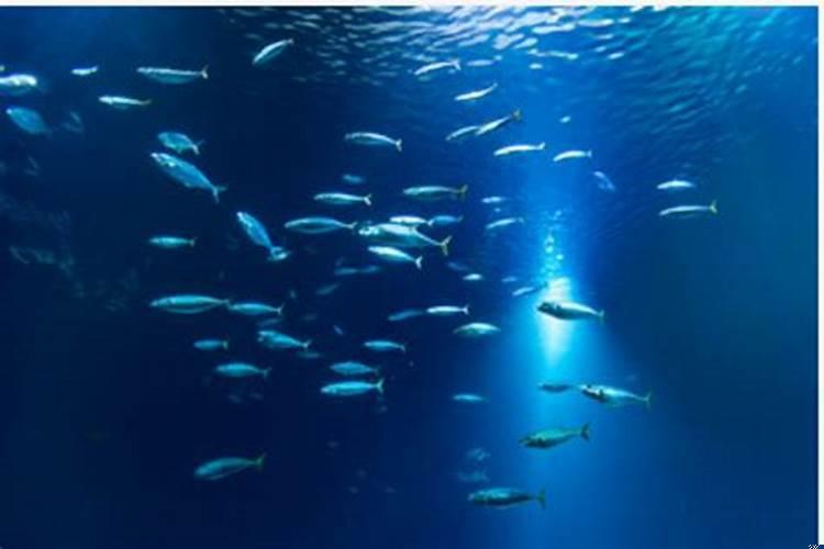 已婚女人梦见好多活鱼