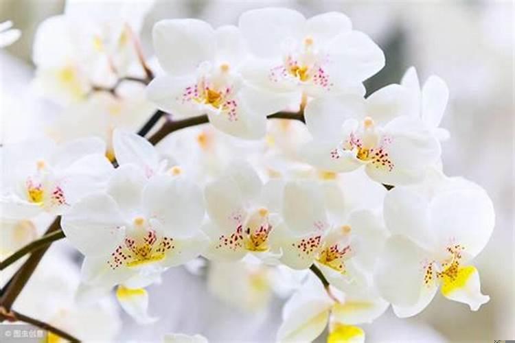 哪些植物具有吉祥寓意