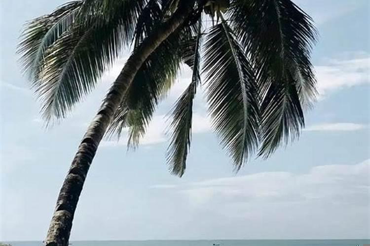 狮子男对人有好感的表现