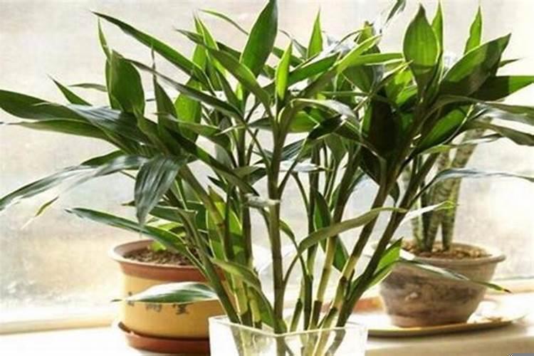 属牛的人养什么植物旺财