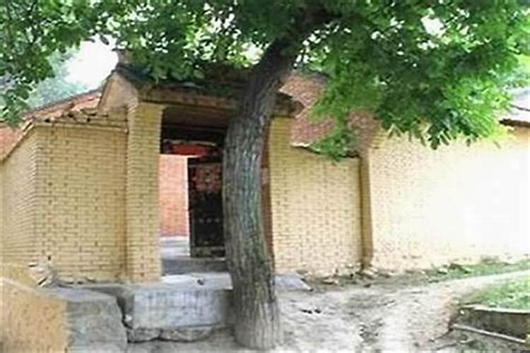 柚子树对着我家门房子好不好