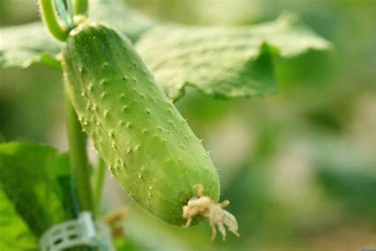 孕期梦见摘黄瓜豆角