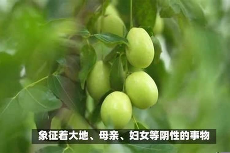 门前有枣子树好吗