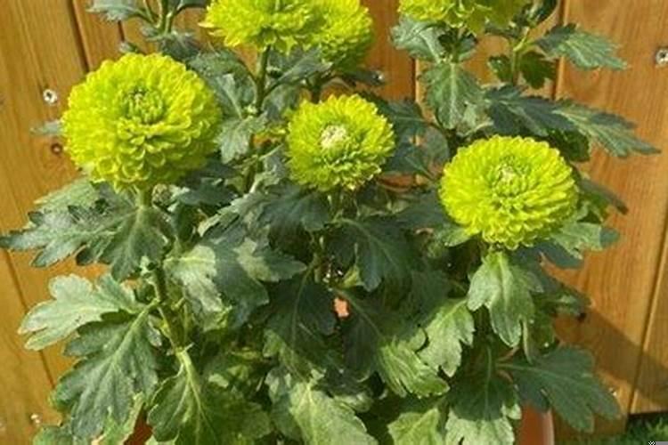 哪些植物具有吉祥寓意