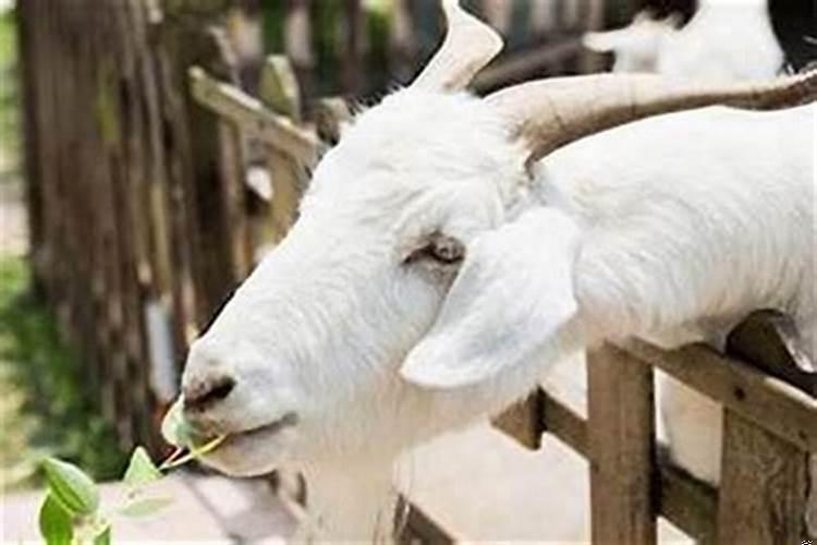 属羊女91年一生运气怎么样